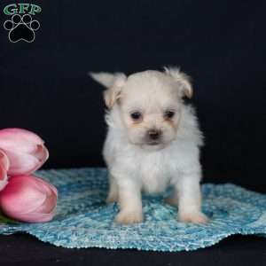 Piper (Tiny), Teddy Bear Puppy